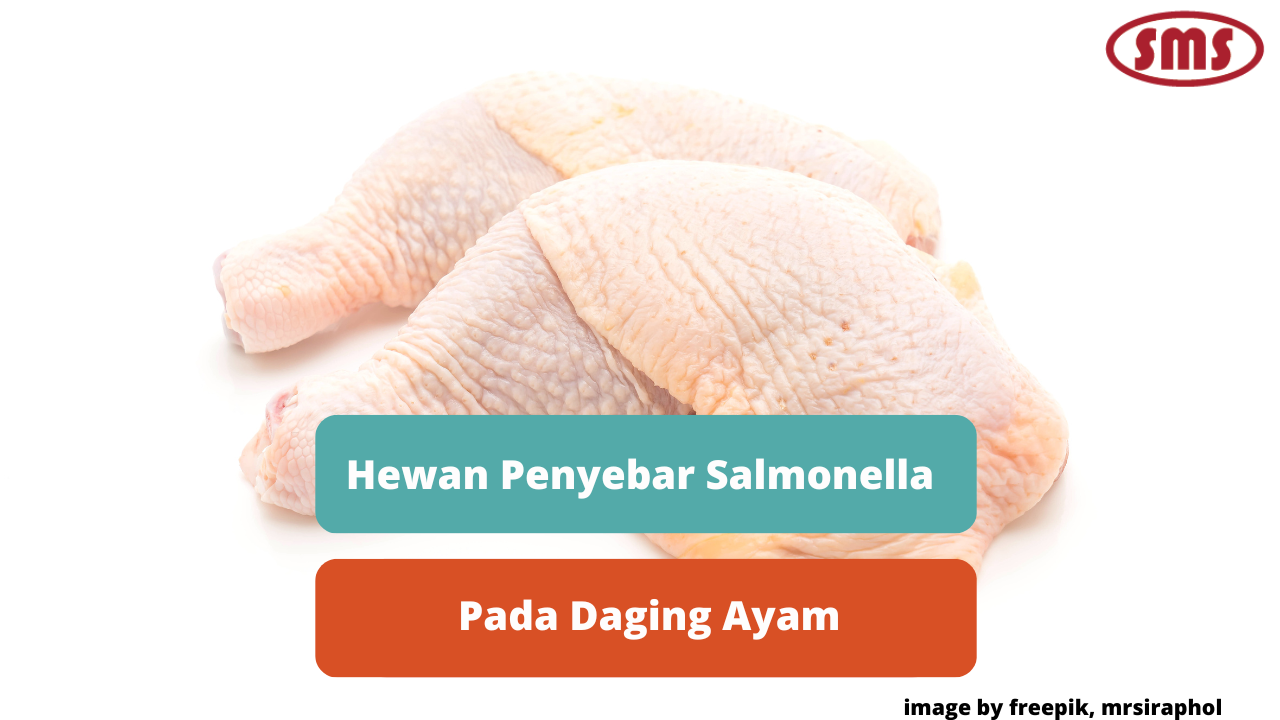 Berikut Ini Beberapa Hewan Agen Penyebar Salmonella Pada Daging Ayam